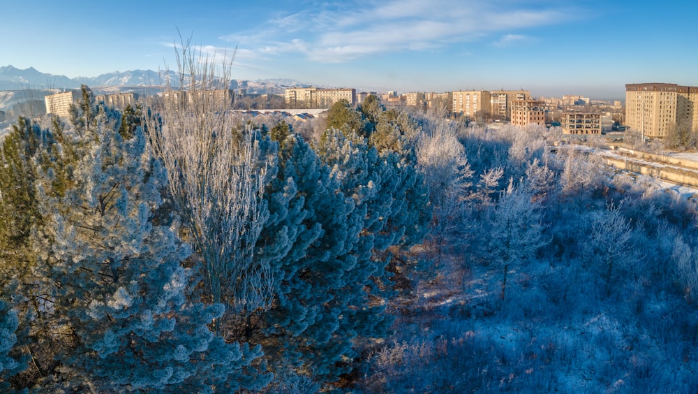 green trees under blue sky during daytime