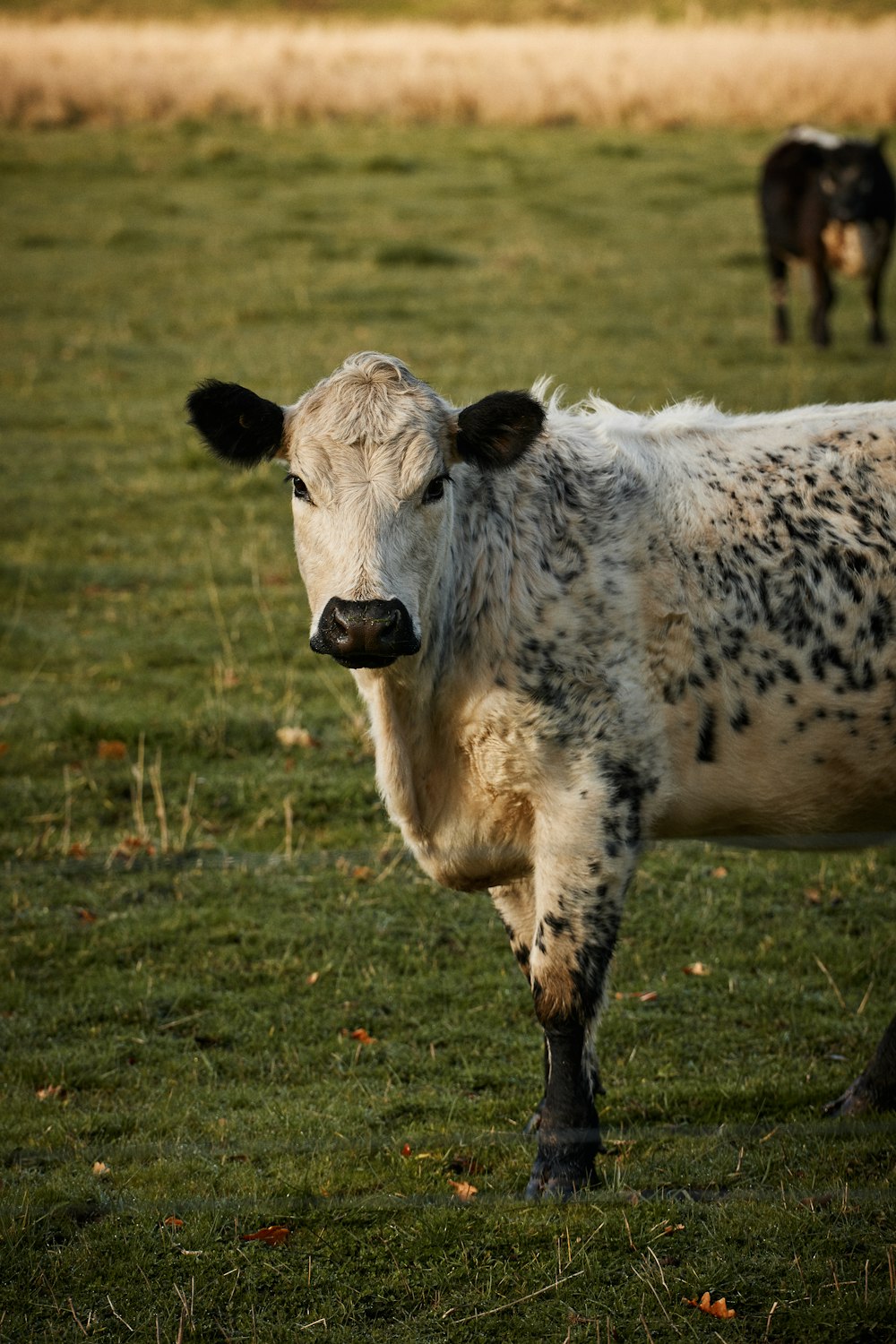 white and black cow on green grass field during daytime