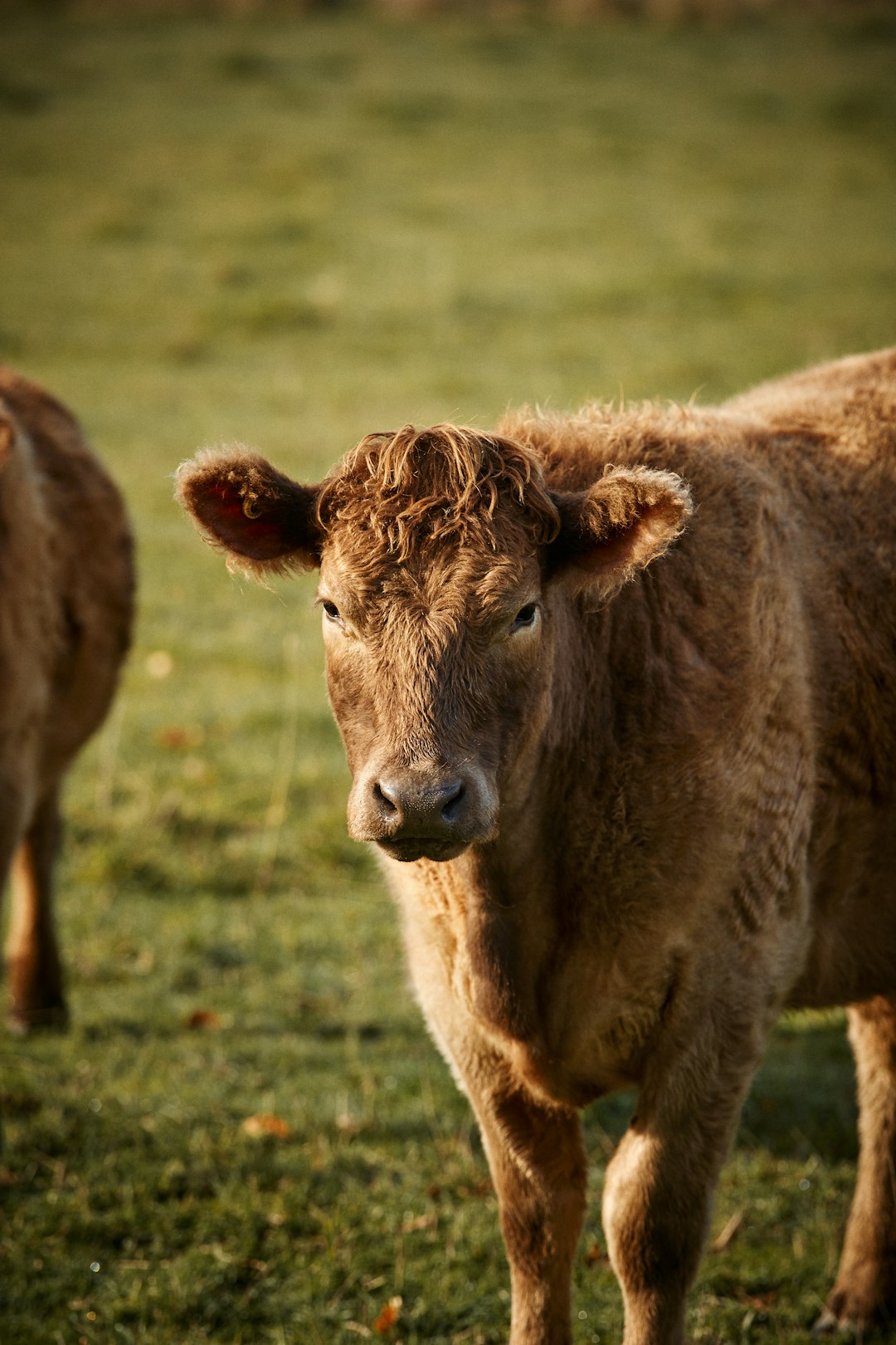 brown cow on green grass field during daytime