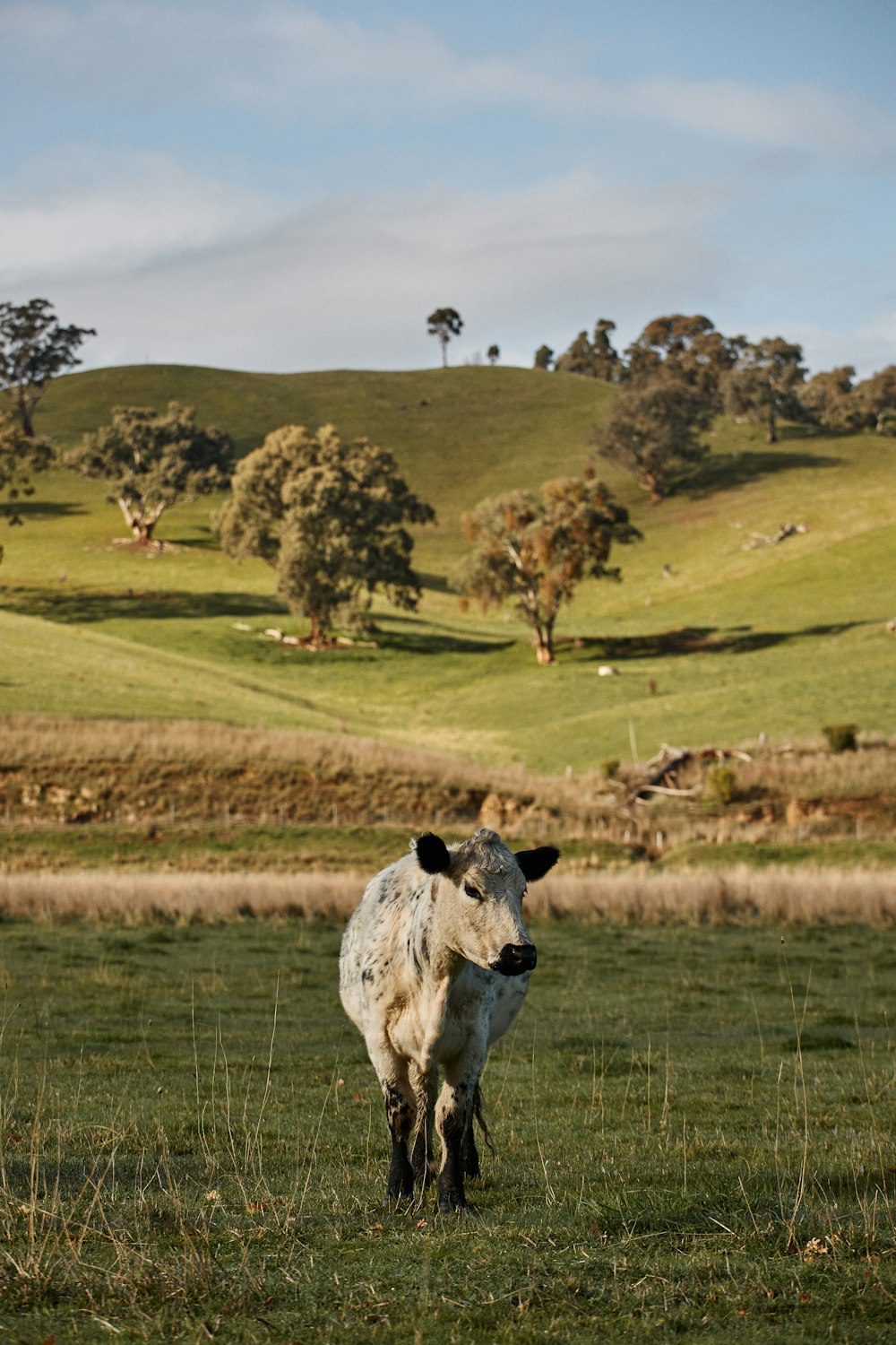 white and black cow on green grass field during daytime