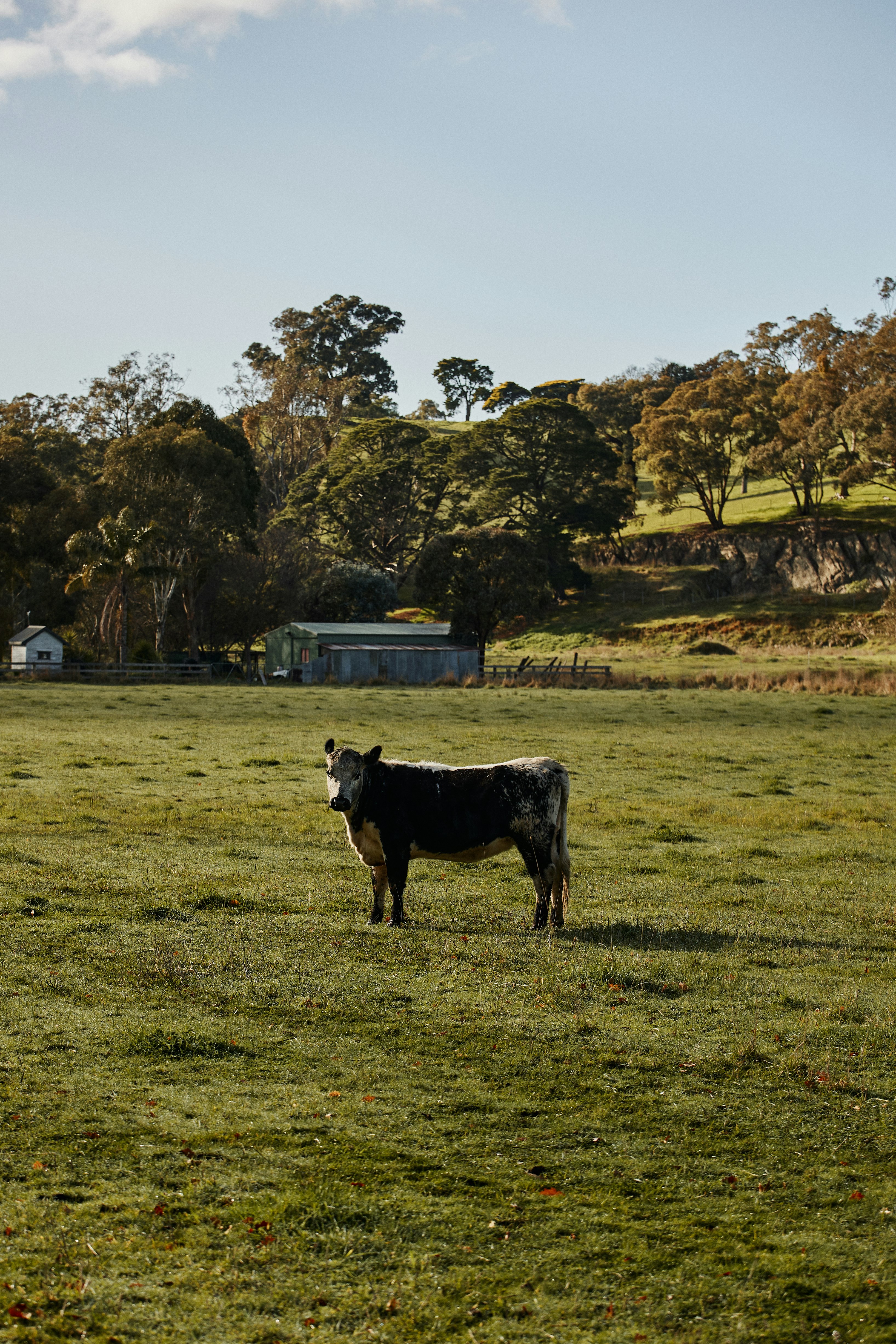 black and white cow on green grass field during daytime