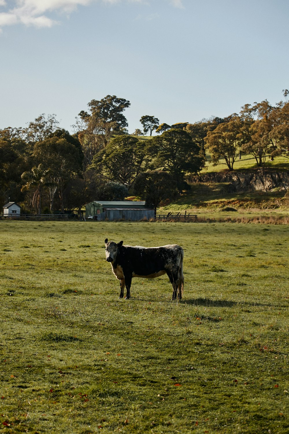 black and white cow on green grass field during daytime