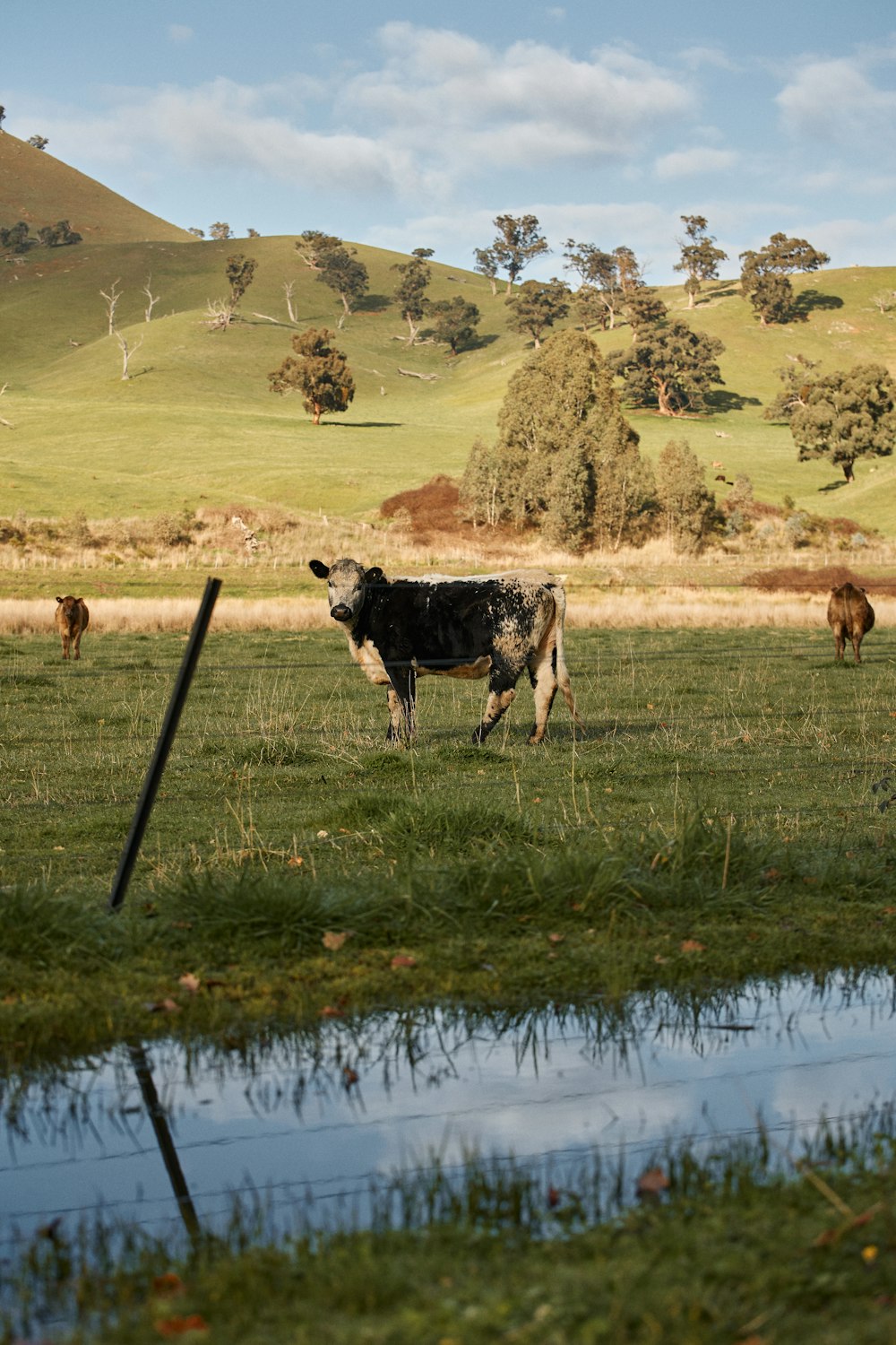 black and white cow on green grass field near lake during daytime