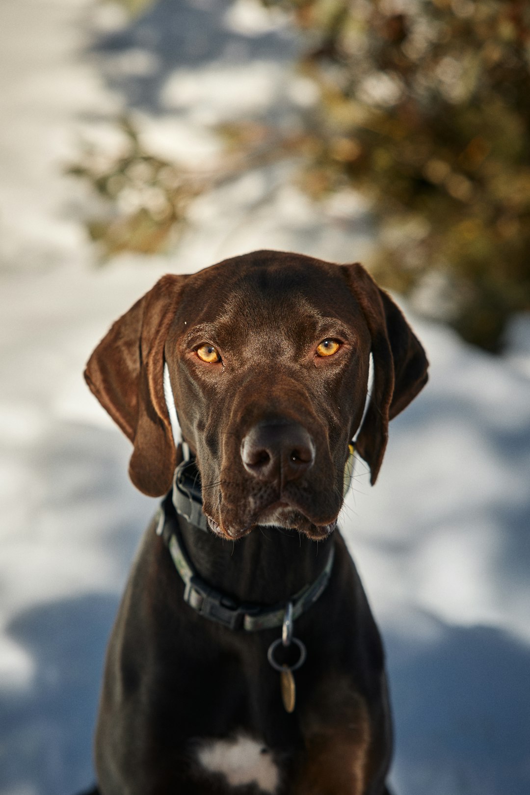 black short coat large dog on snow covered ground during daytime