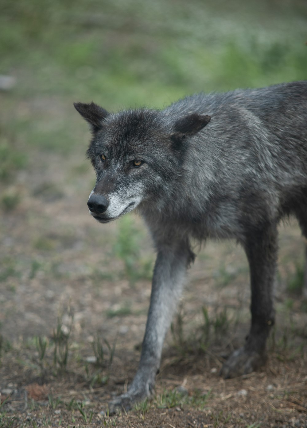 grey wolf on green grass during daytime