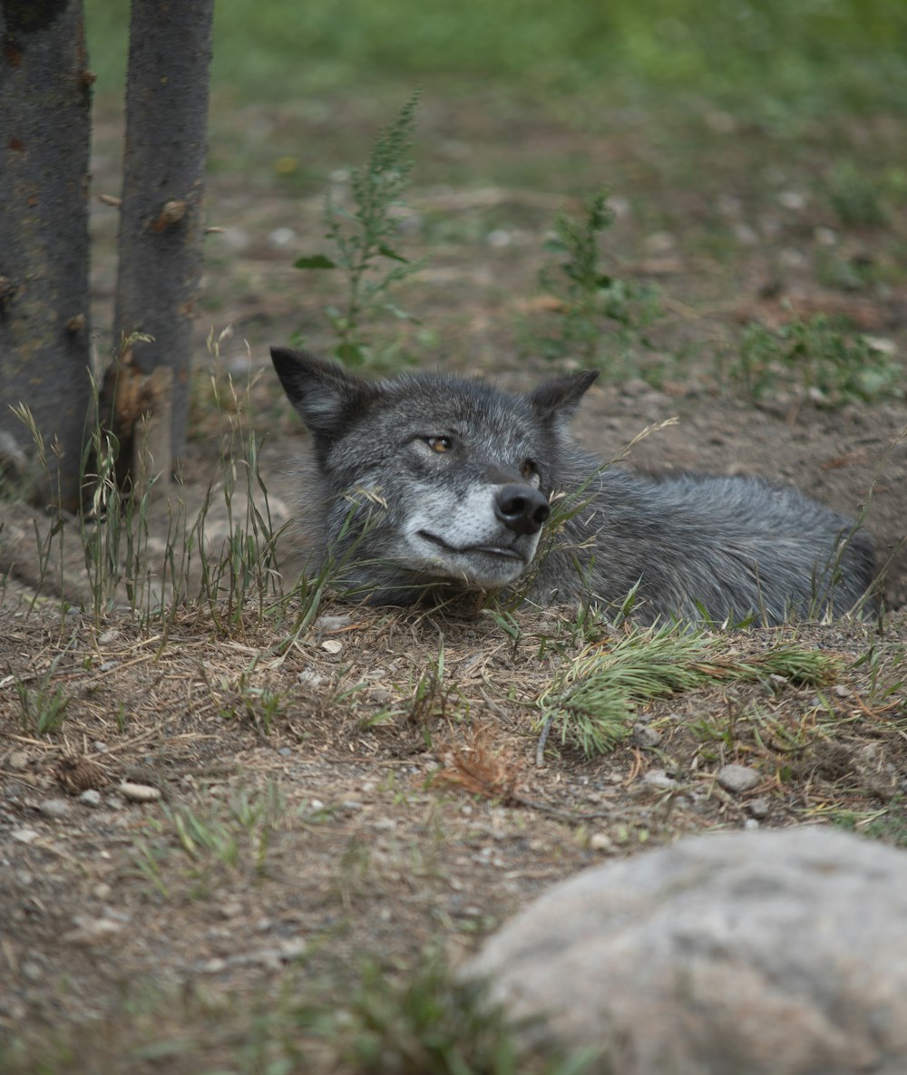 grey wolf lying on ground
