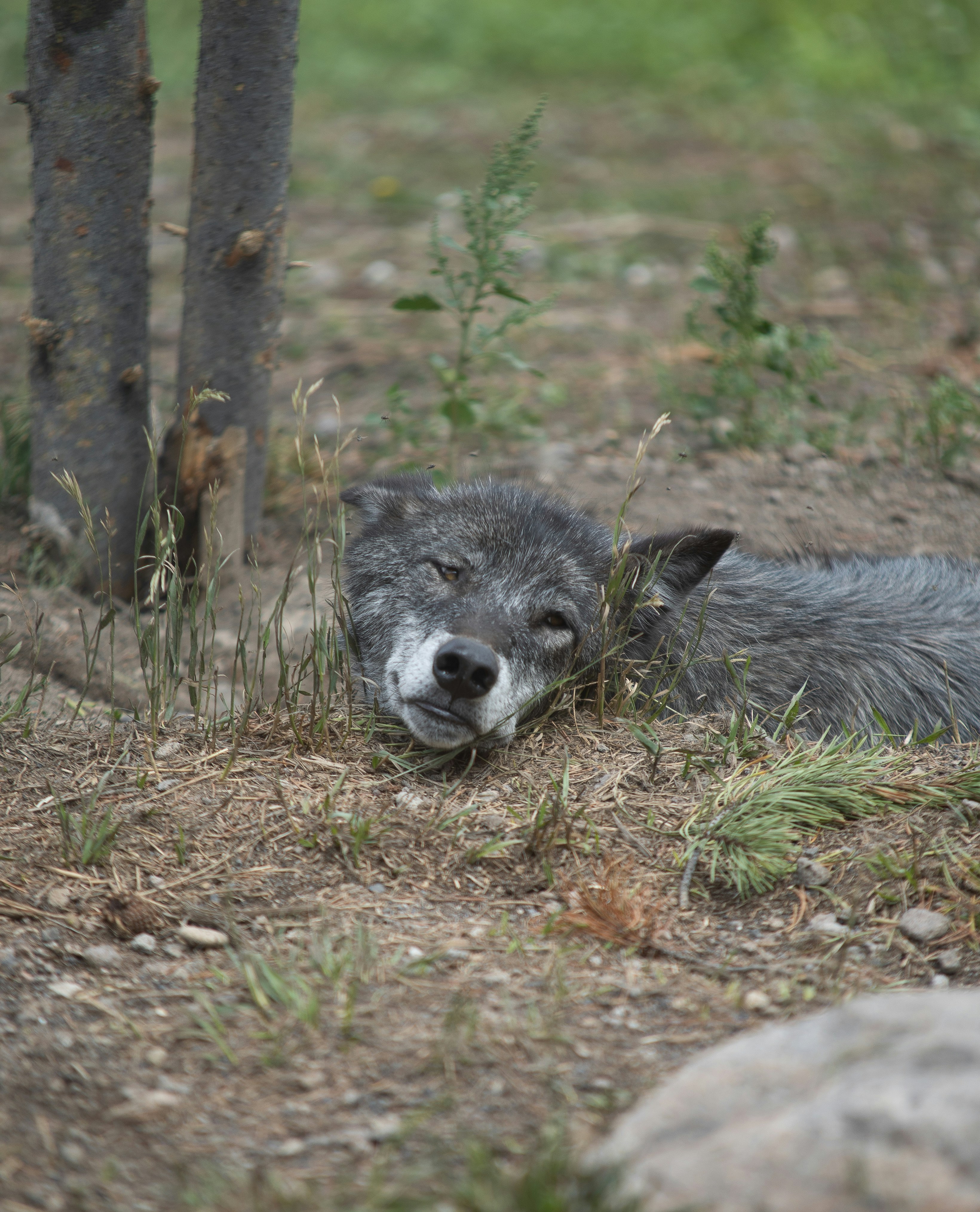 Grey and white animal on brown grass photo Free Grey Image on Unsplash