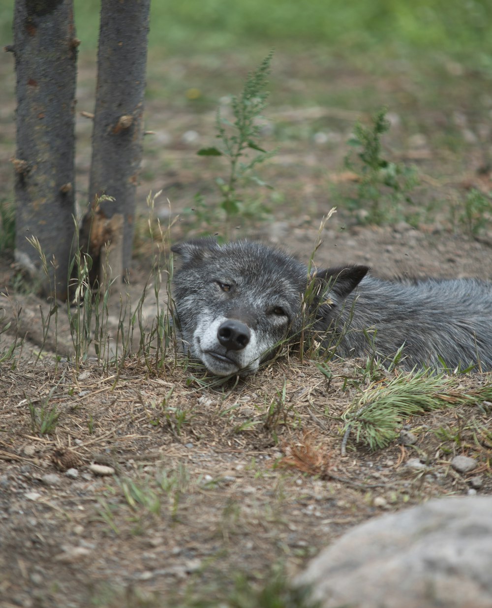 grey and white animal on brown grass