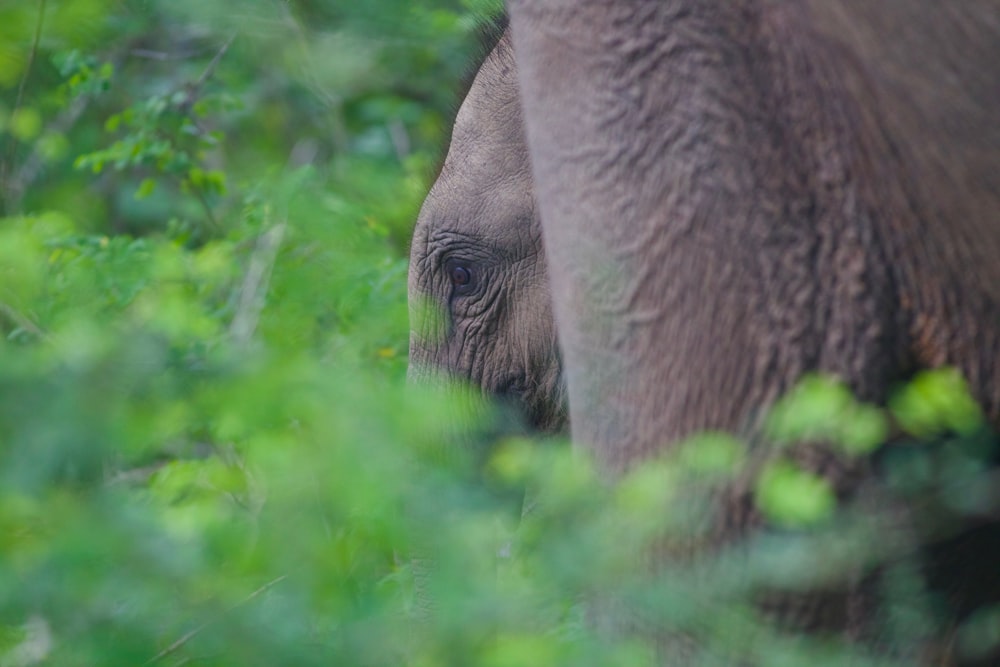 Brauner Elefant im grünen Gras tagsüber