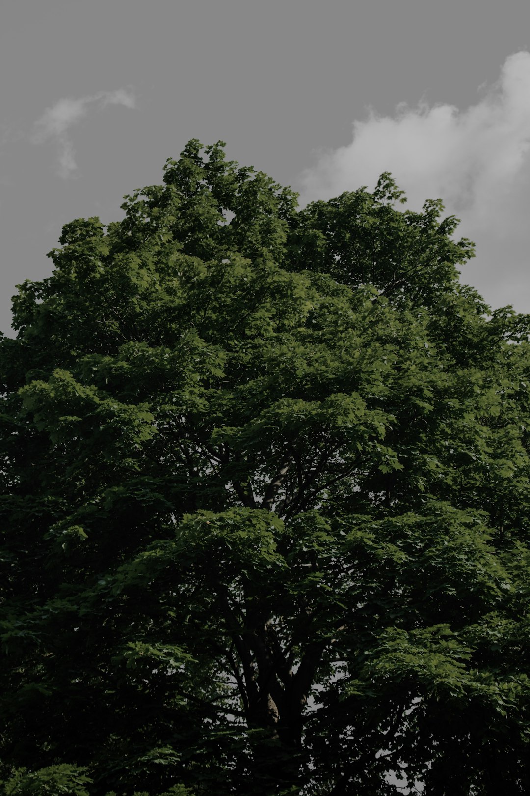 green tree under white clouds