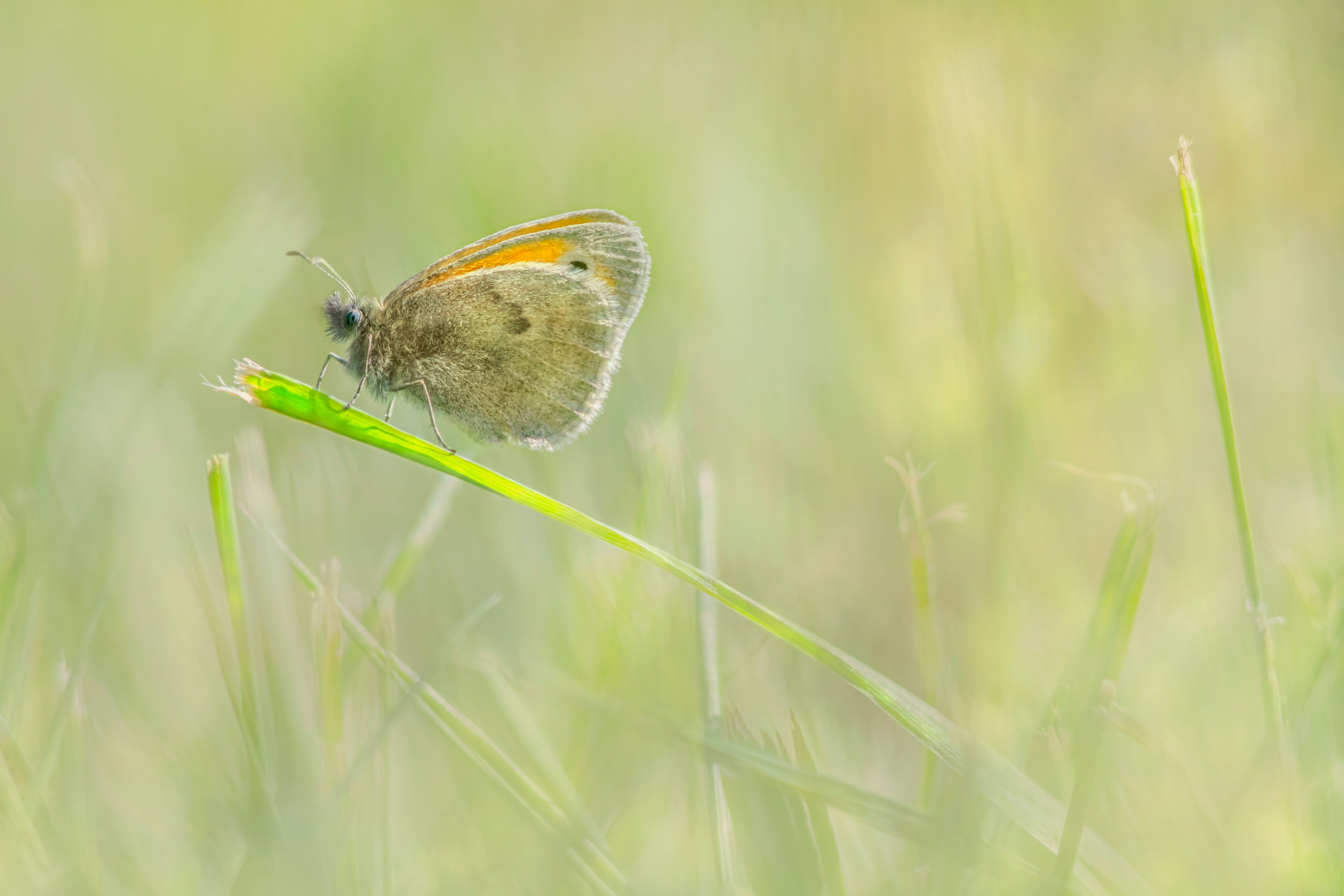 brown butterfly perched on green grass in close up photography during daytime