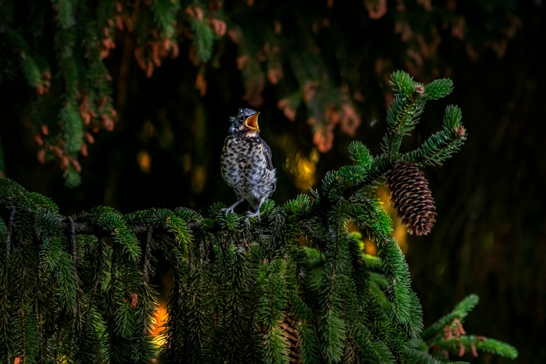 gray and white bird on green pine tree