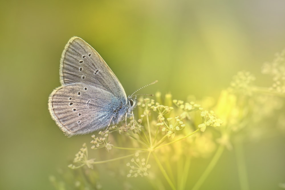 blue and white butterfly perched on yellow flower in close up photography during daytime