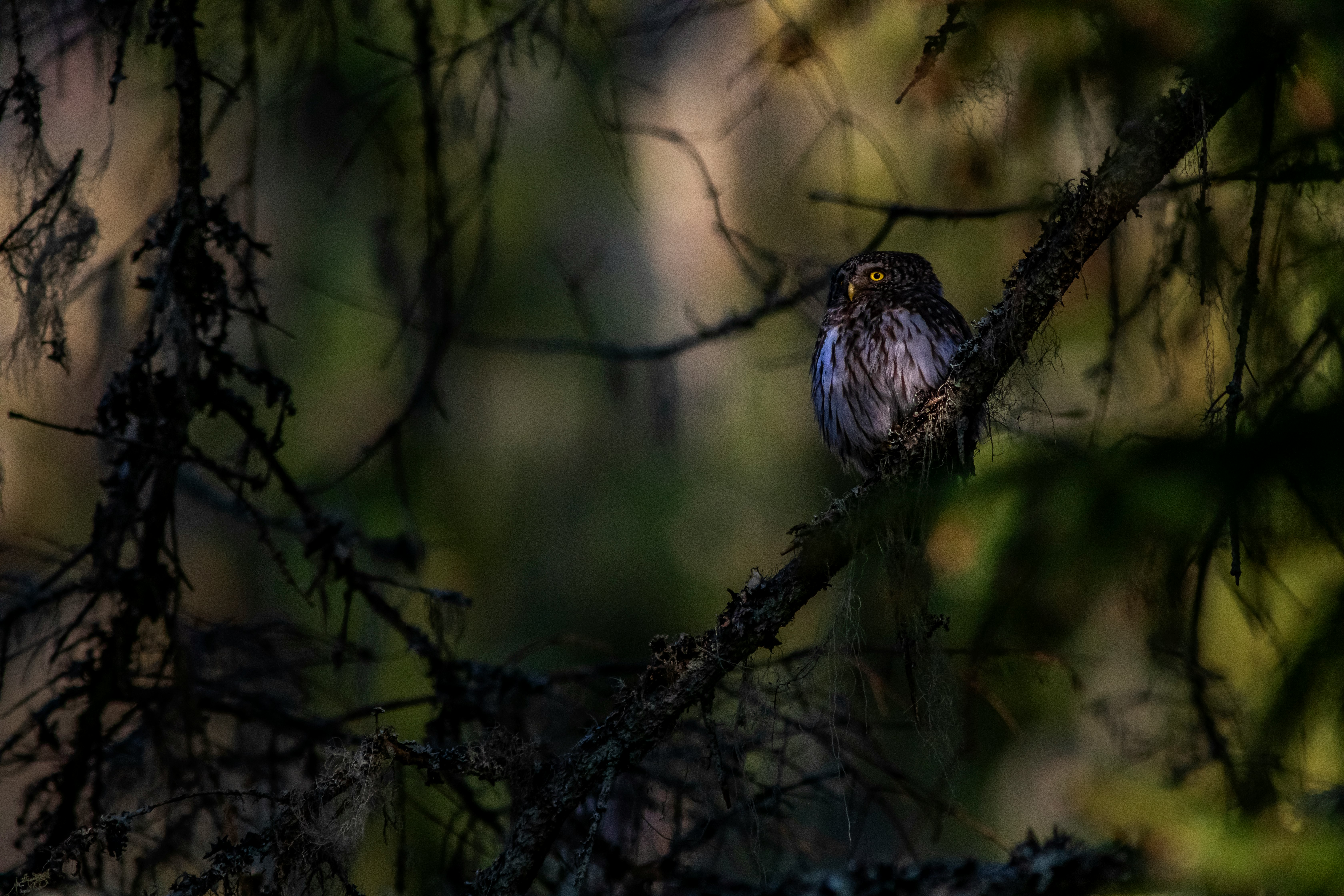 blue and white bird on brown tree branch