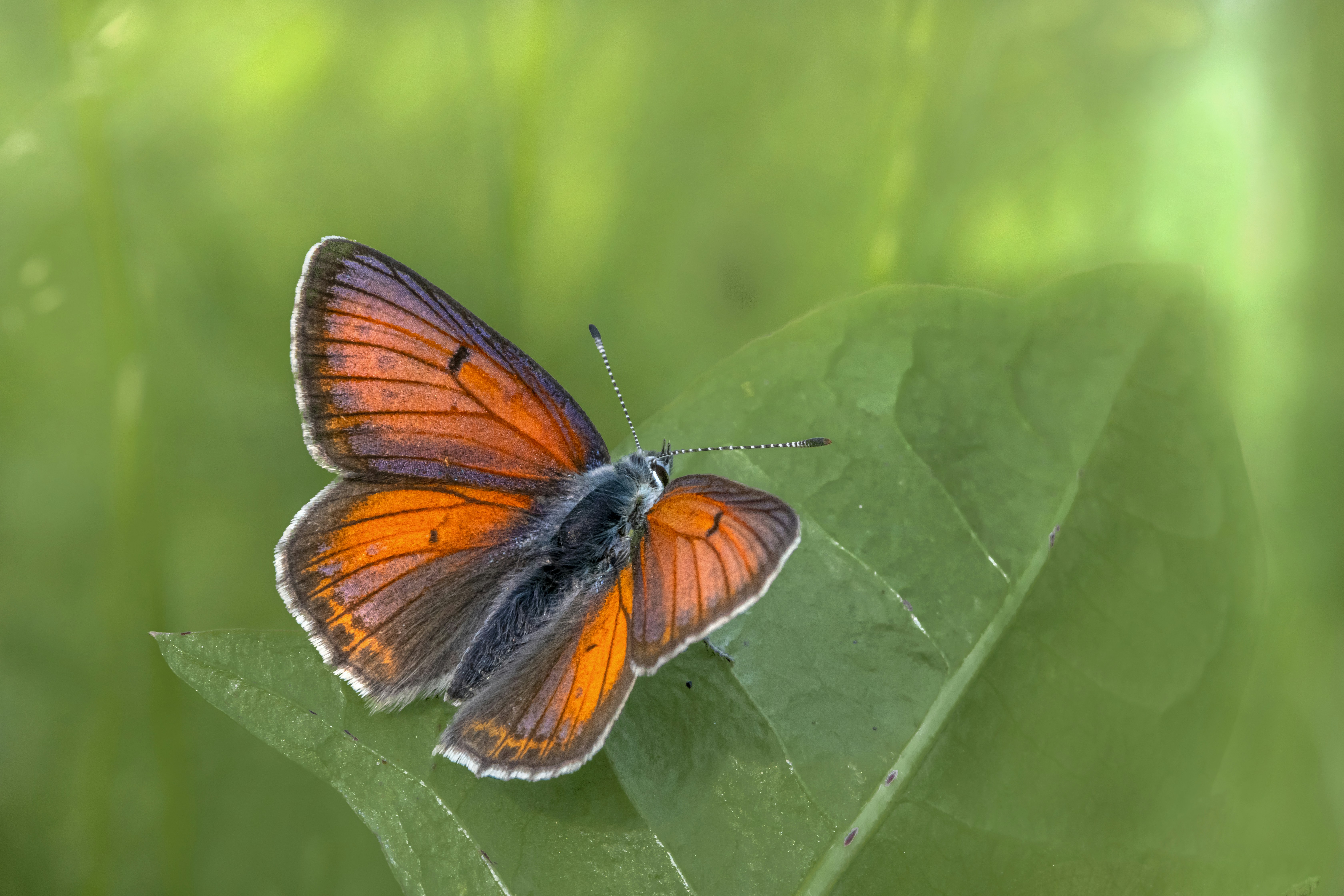 Photo by erik_karits