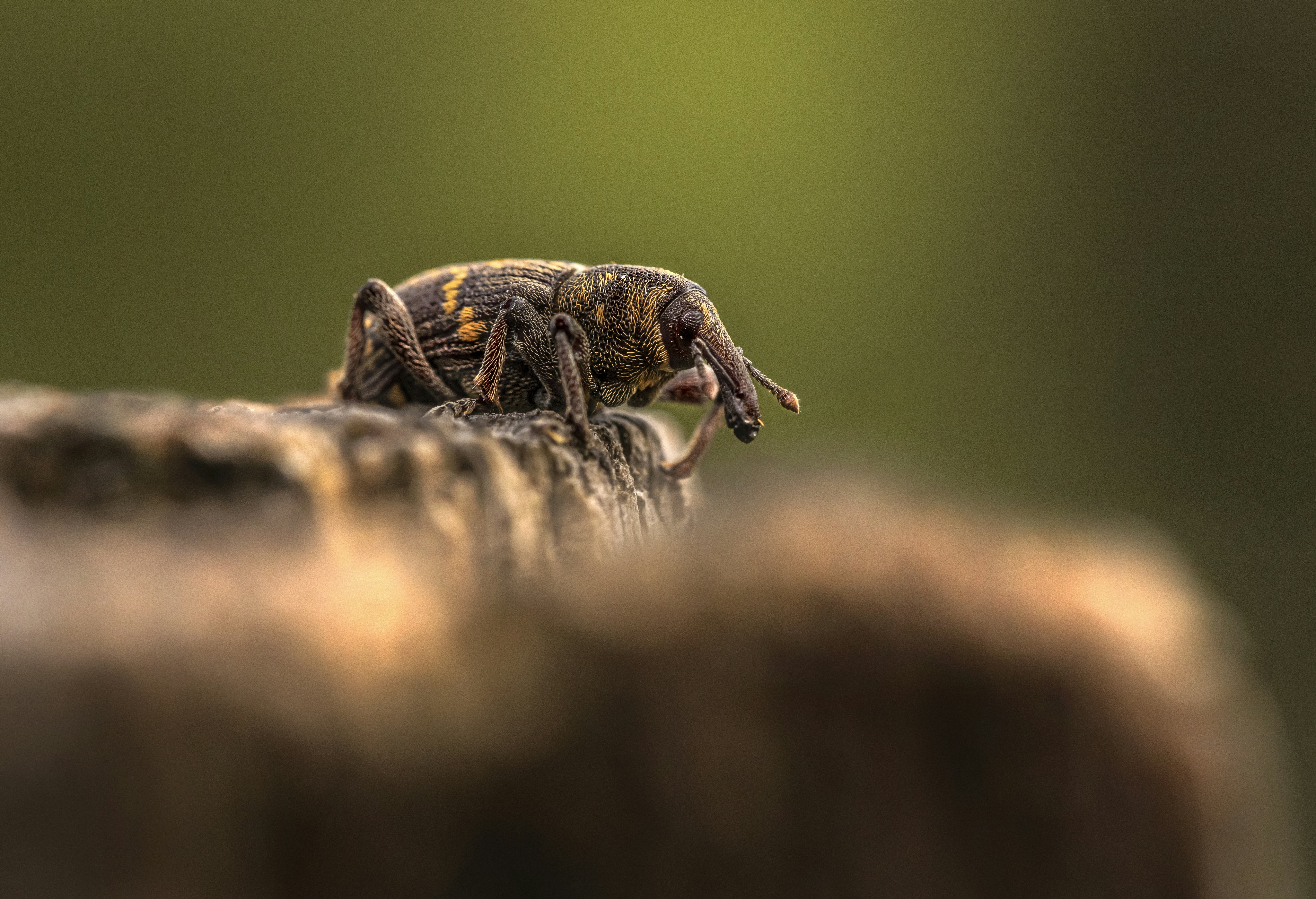 Photo by erik_karits