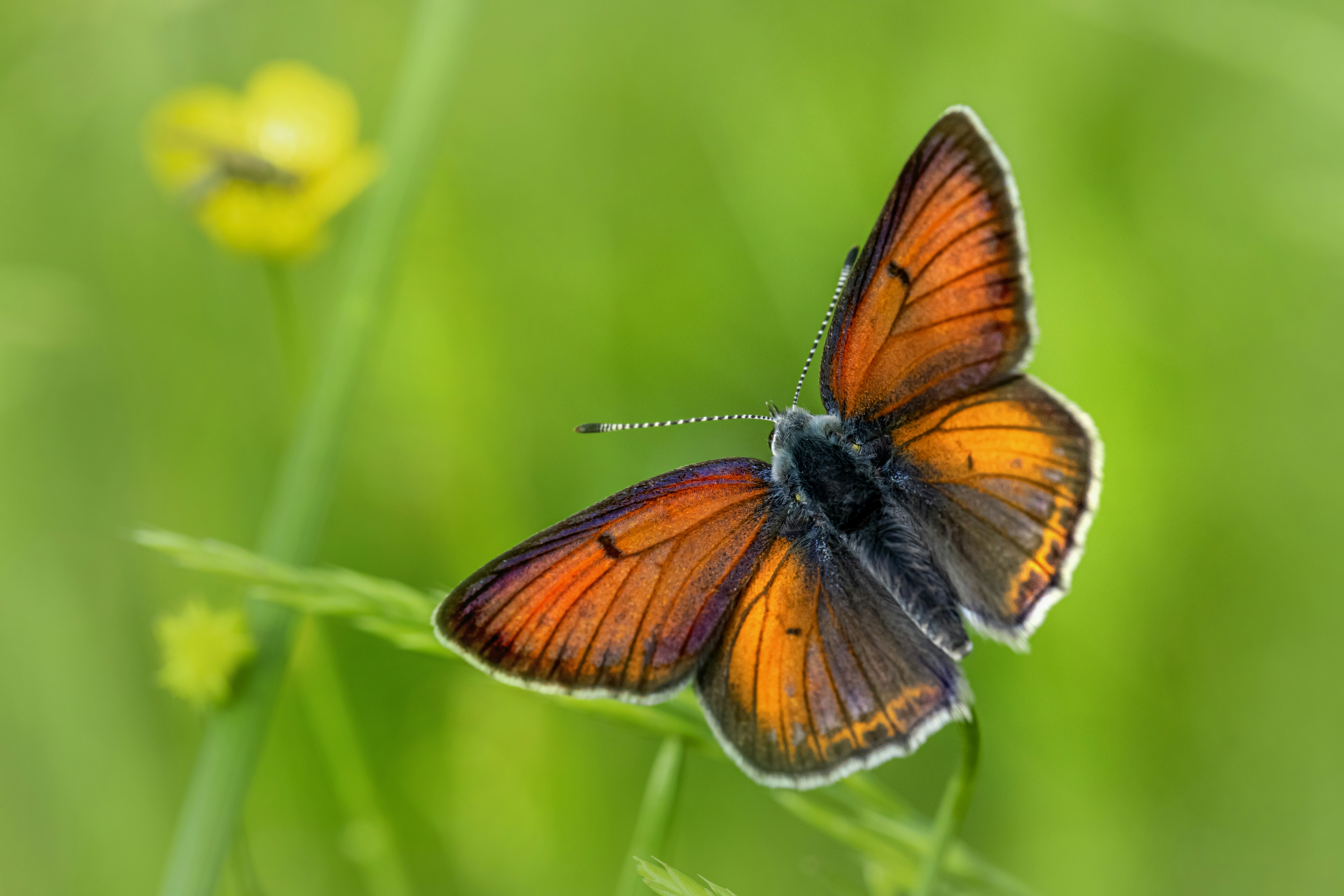 Photo by erik_karits