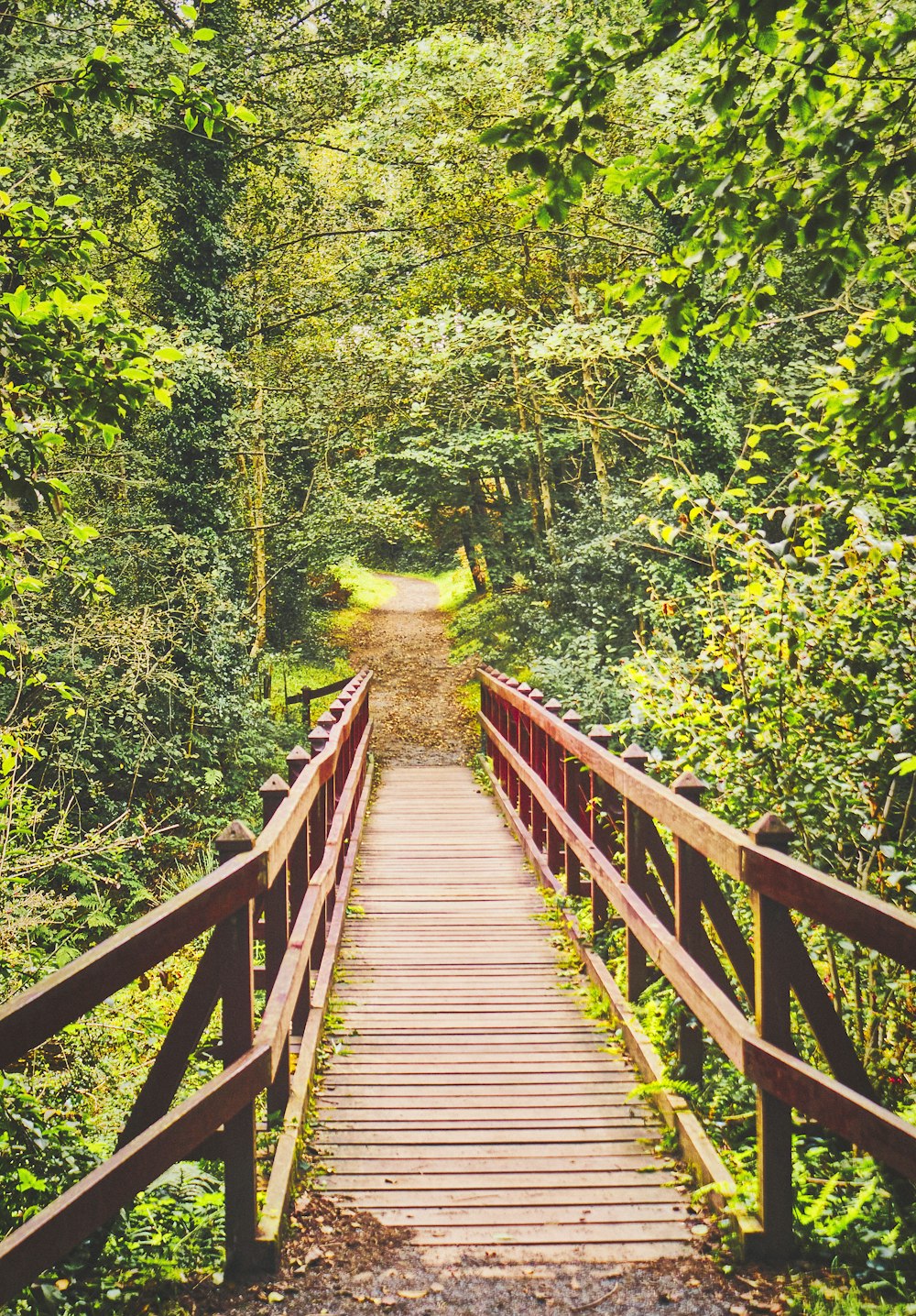 ponte di legno marrone in mezzo agli alberi verdi