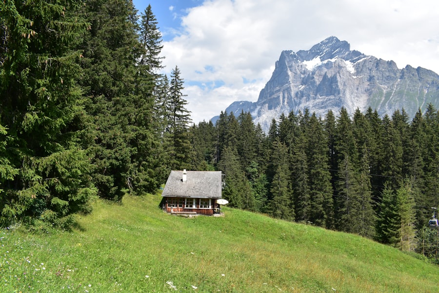 A small wooden cottage in a green highland meadow with a mountain peak rising behind the pine forest