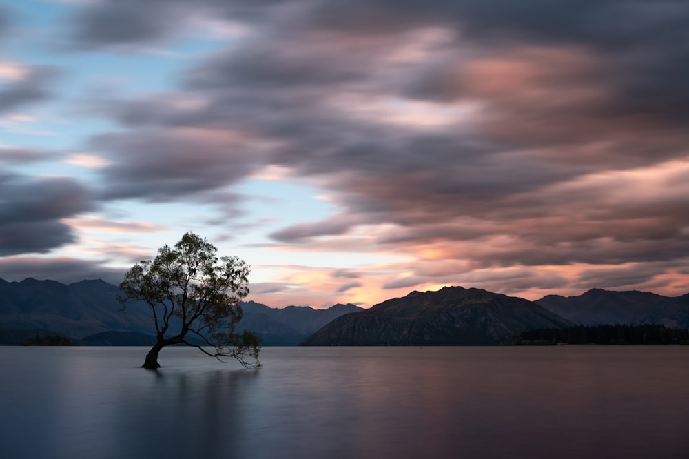 tree on island surrounded by water