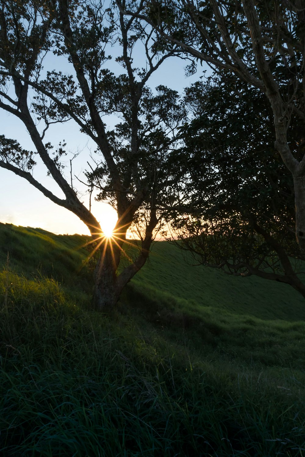 Campo de hierba verde con árbol durante el día