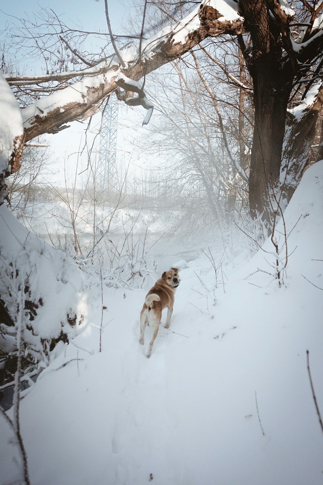 brown and white short coated dog on snow covered ground during daytime