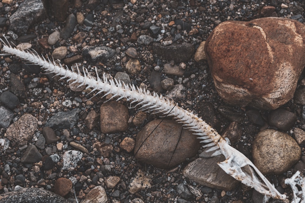 white and brown sea creature on brown rock