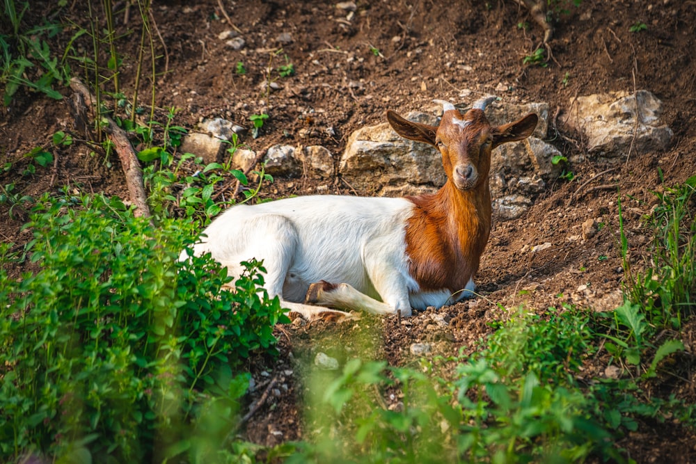 white and brown goat lying on ground