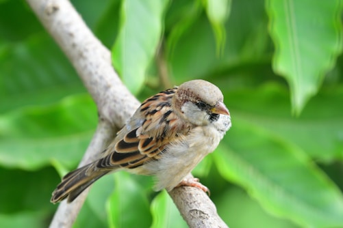 brown and white bird on tree branch
