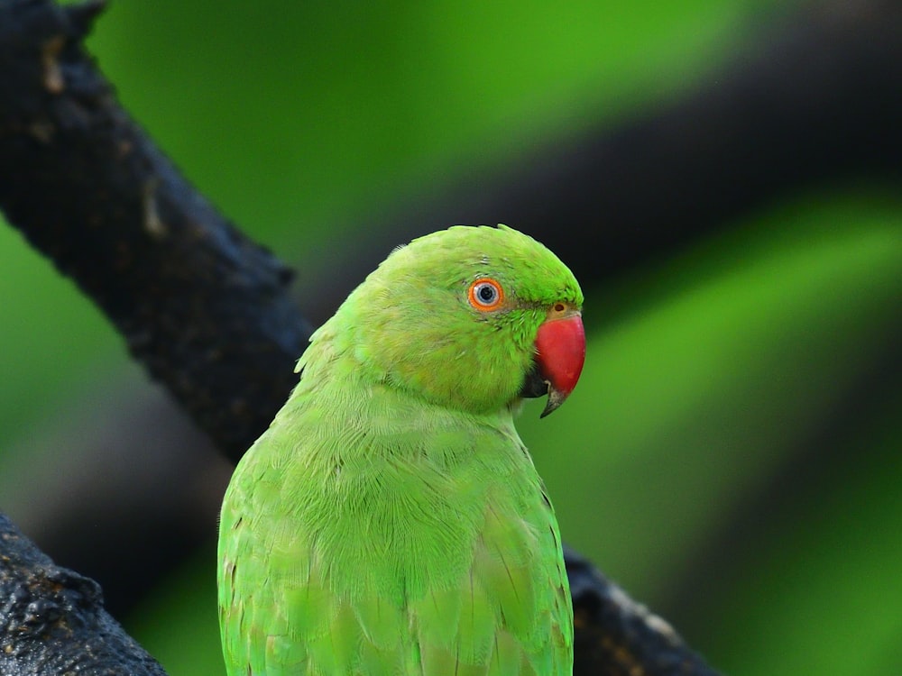 green bird on brown tree branch