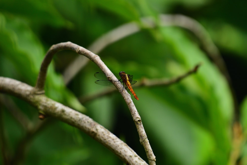 brown and black caterpillar on green stem in tilt shift lens photo – Free  Animal Image on Unsplash