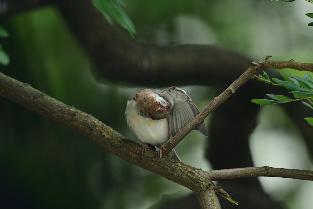 white and brown bird on tree branch