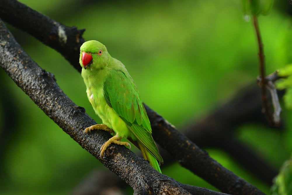 green bird on brown tree branch