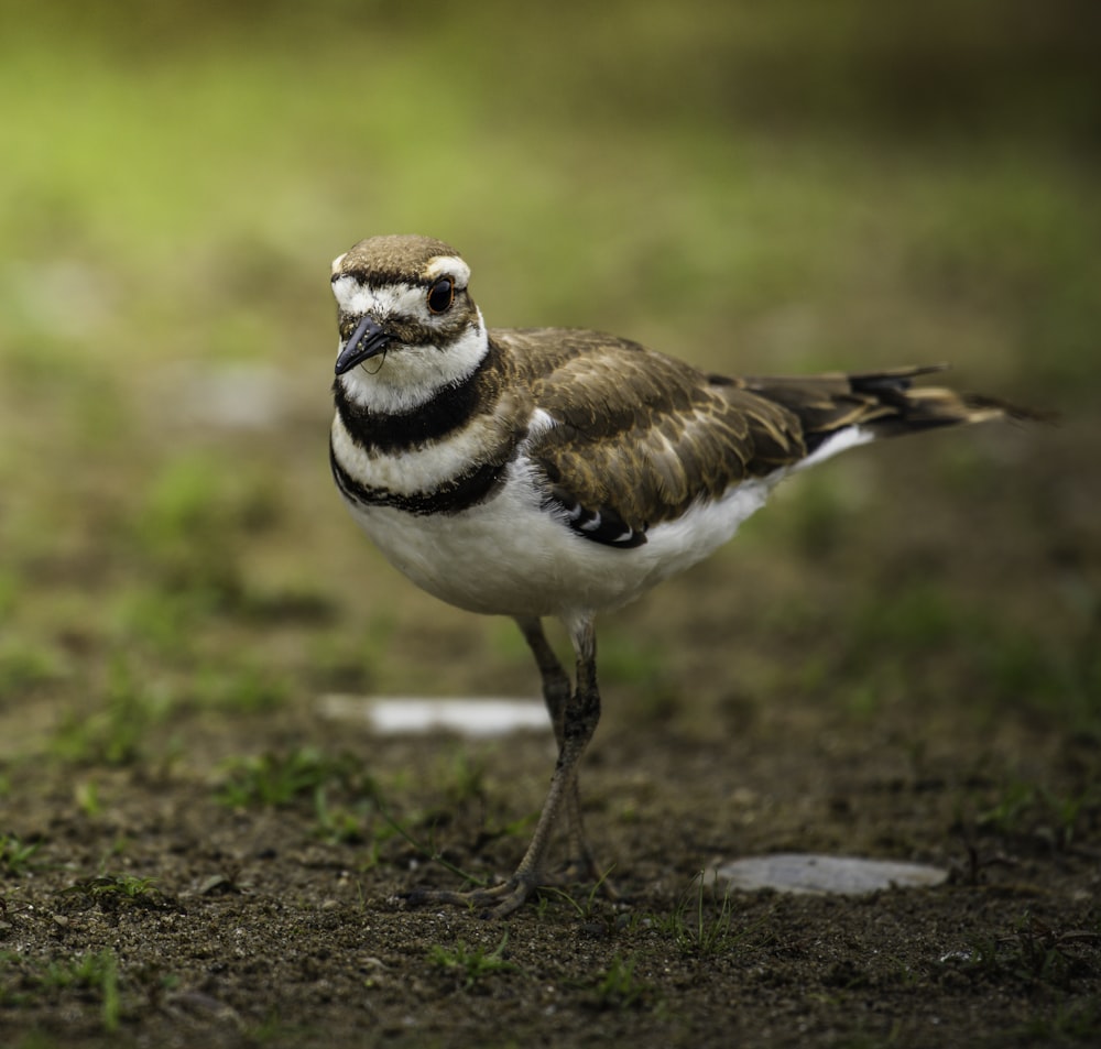 white and brown bird on ground during daytime