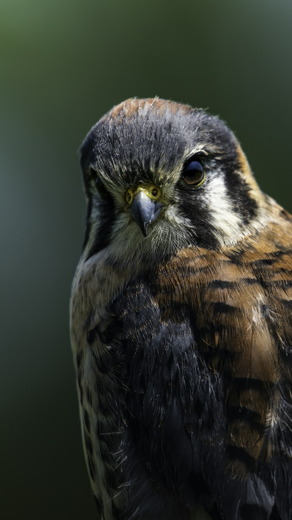 brown and black bird in close up photography