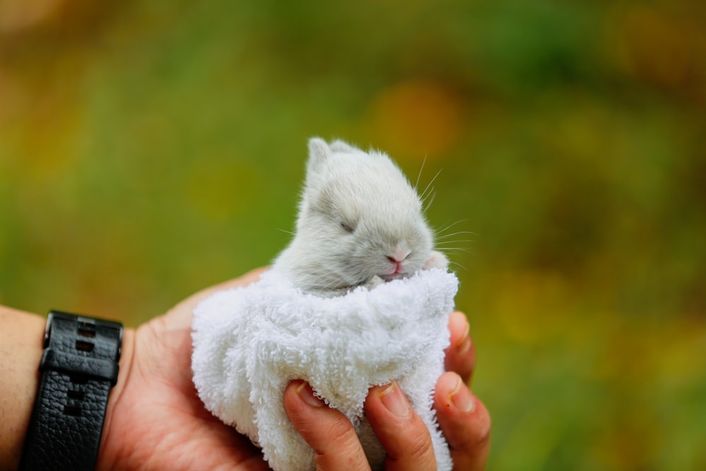 chat de fourrure blanche sur la main des personnes