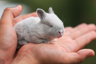 white rabbit on persons hand