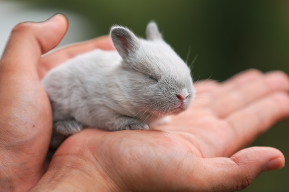 Weißes Kaninchen an der Hand