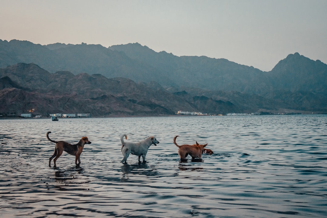 three brown and white short coated dogs on beach during daytime