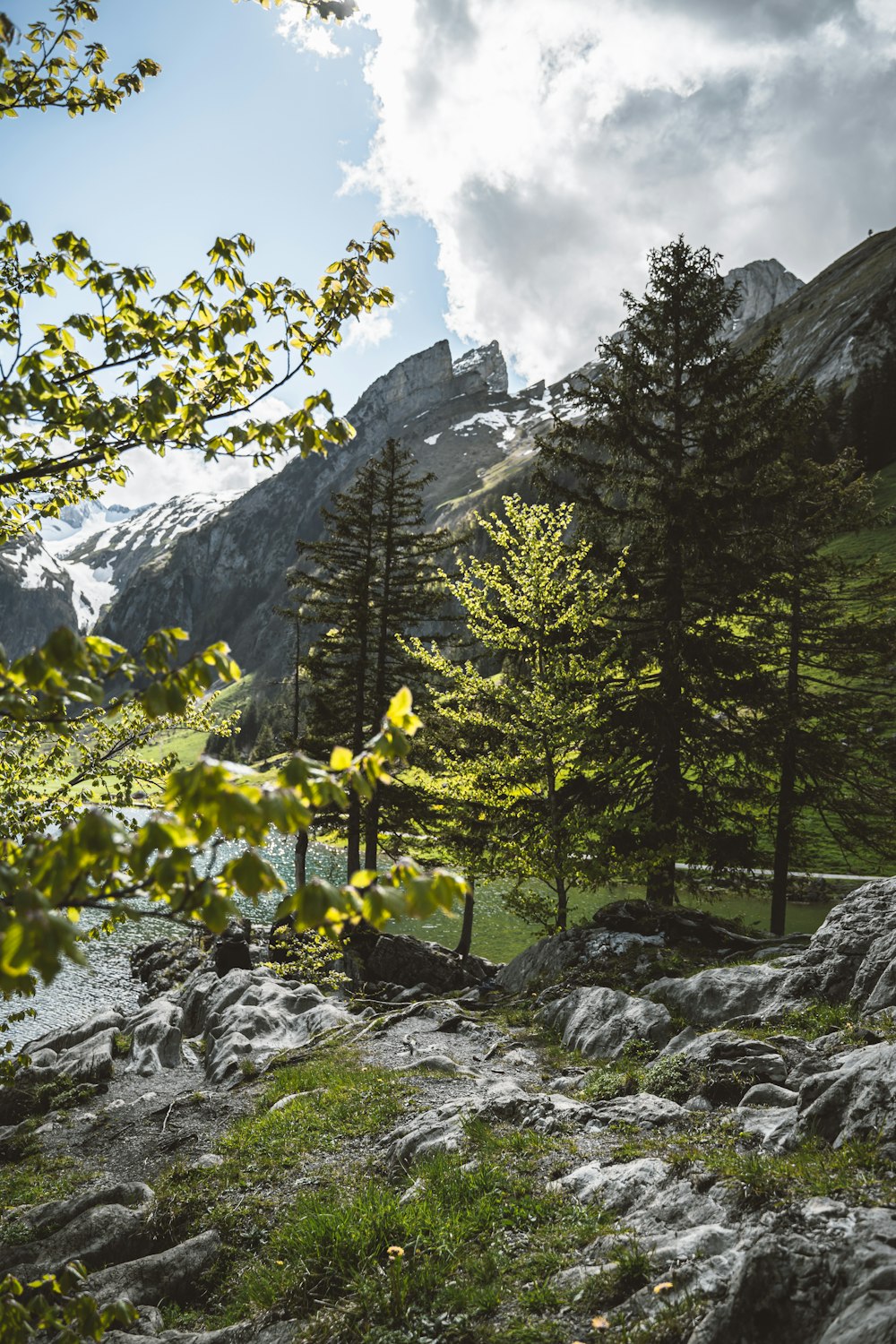 green trees on rocky mountain during daytime