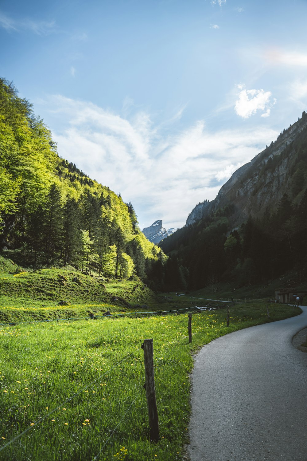 gray concrete road between green grass field and green trees during daytime