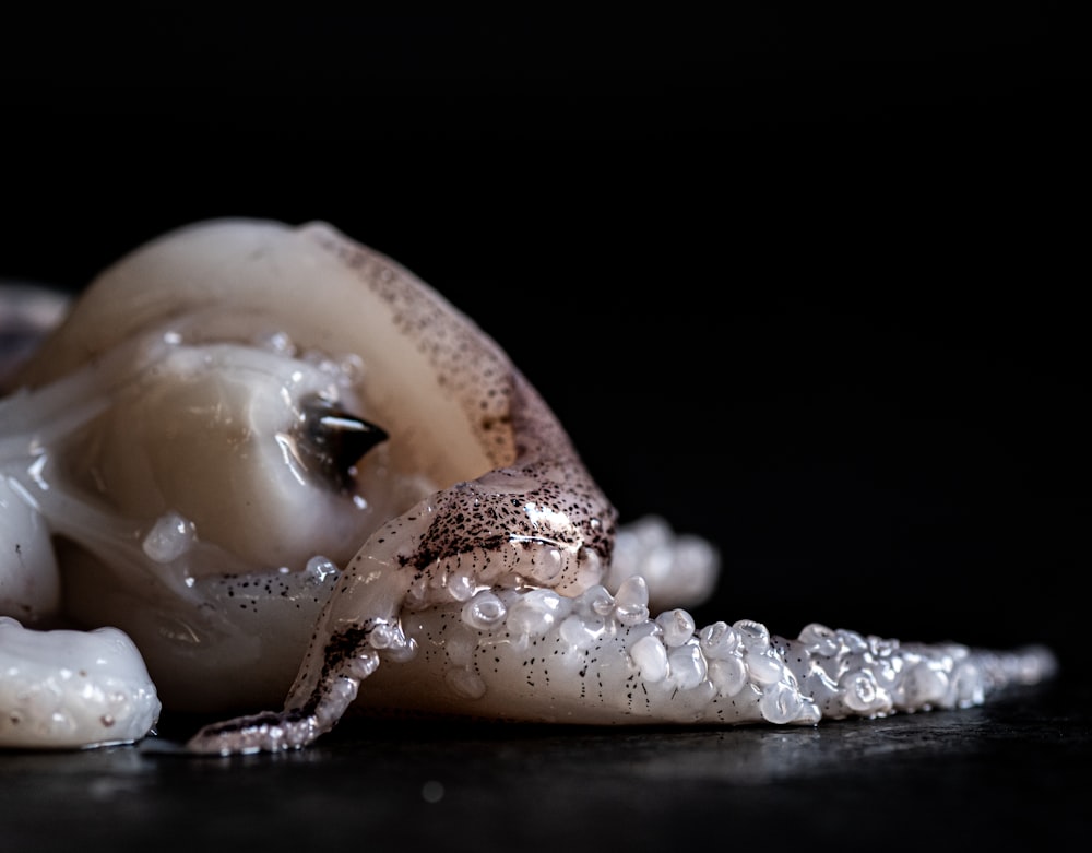 a close up of a small animal on a table