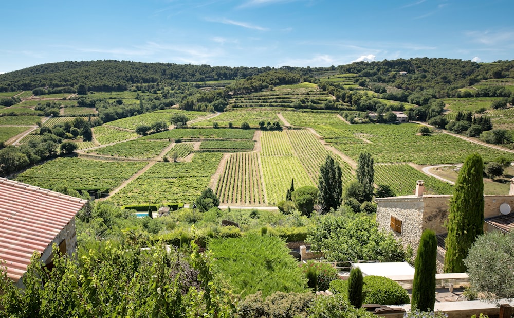 árboles marrones y verdes y campo de hierba verde durante el día