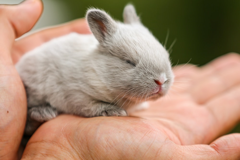 conejo blanco en la mano de las personas
