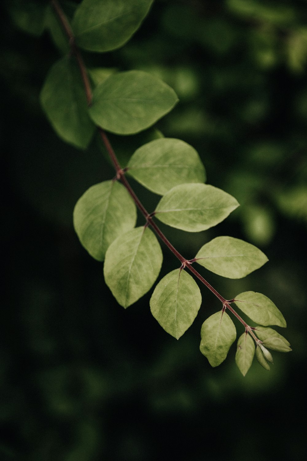 green leaves in tilt shift lens