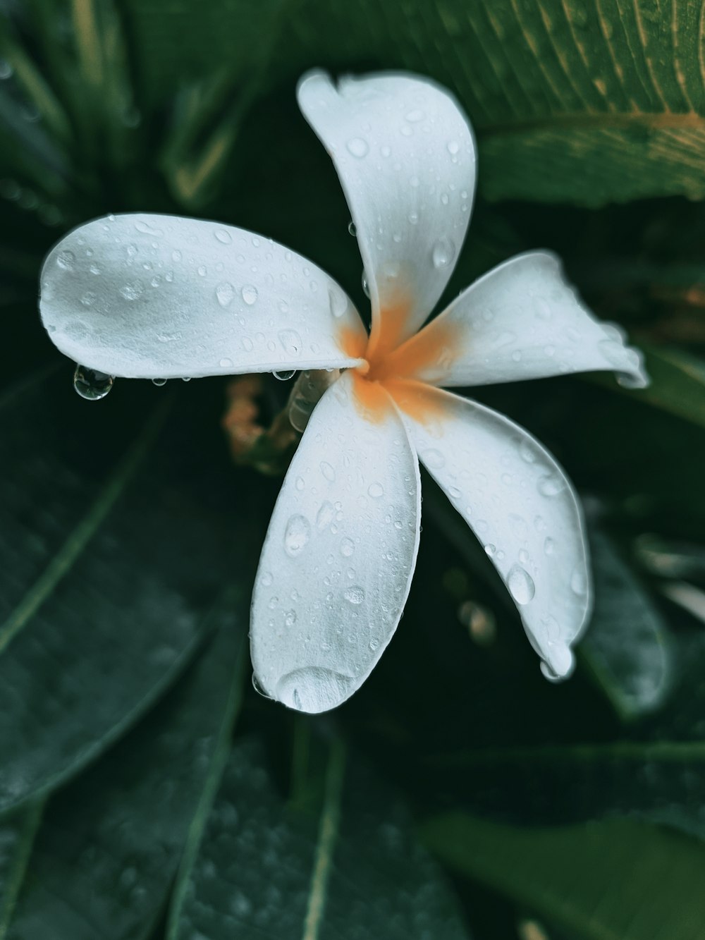 white and yellow flower with water droplets