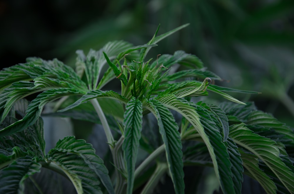 green leaf plant in close up photography