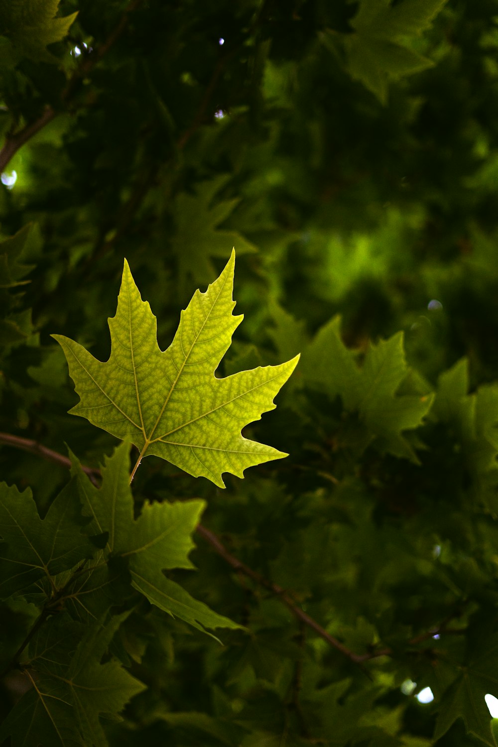 yellow maple leaf in close up photography