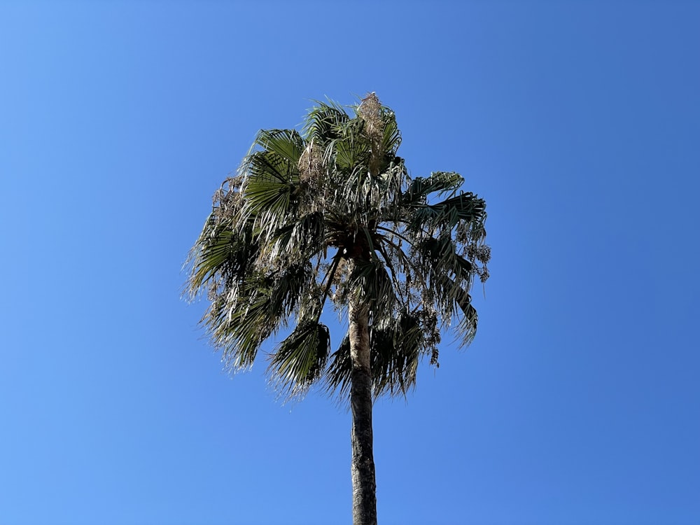 green palm tree under blue sky during daytime