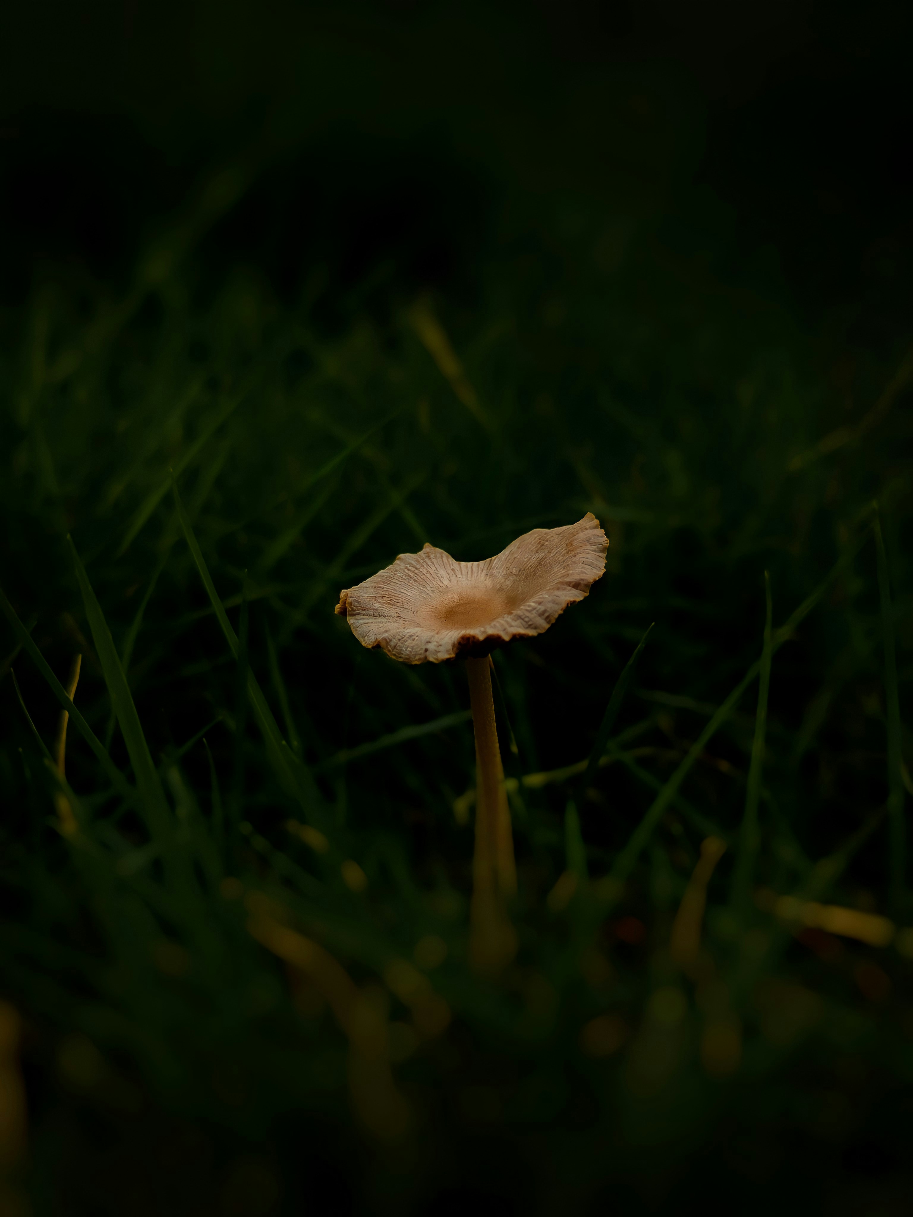 brown mushroom on green grass during daytime